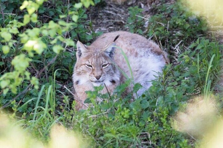 Lynx