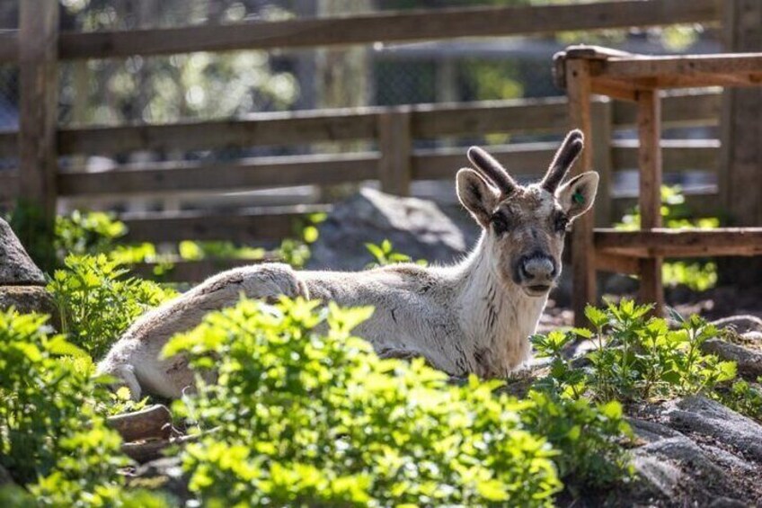 wild reindeer