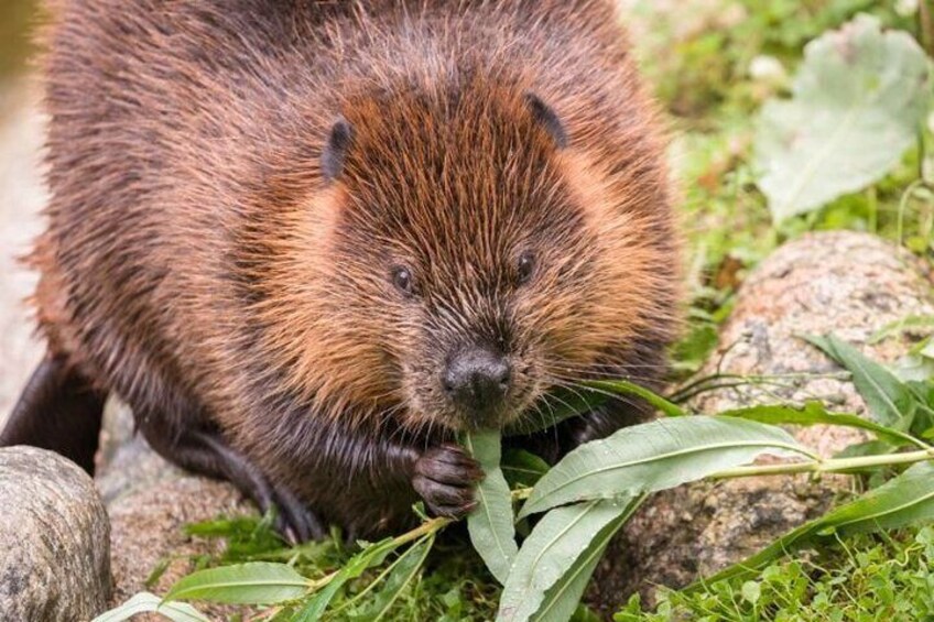 Beaver