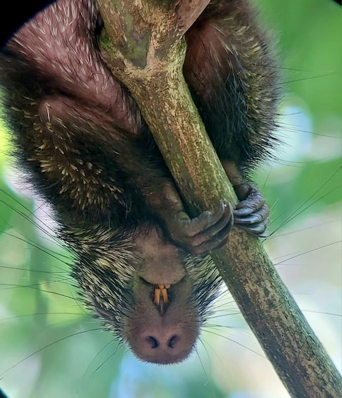 Picture 43 for Activity Quepos: Manuel Antonio National Park Guided Tour