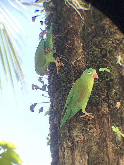 Picture 15 for Activity Quepos: Manuel Antonio National Park Guided Tour