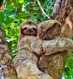 Quepos: Excursión guiada al Parque Nacional Manuel Antonio