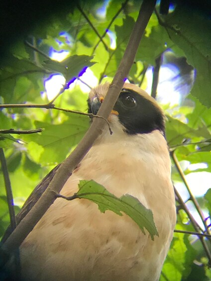 Picture 13 for Activity Quepos: Manuel Antonio National Park Guided Tour