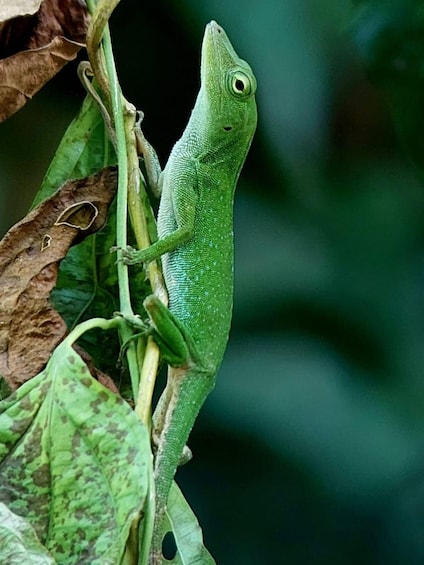 Picture 8 for Activity Quepos: Manuel Antonio National Park Guided Tour