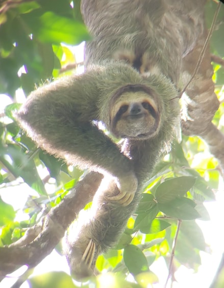 Picture 7 for Activity Quepos: Manuel Antonio National Park Guided Tour