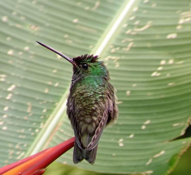 Picture 22 for Activity Quepos: Manuel Antonio National Park Guided Tour