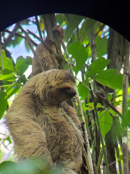 Picture 26 for Activity Quepos: Manuel Antonio National Park Guided Tour