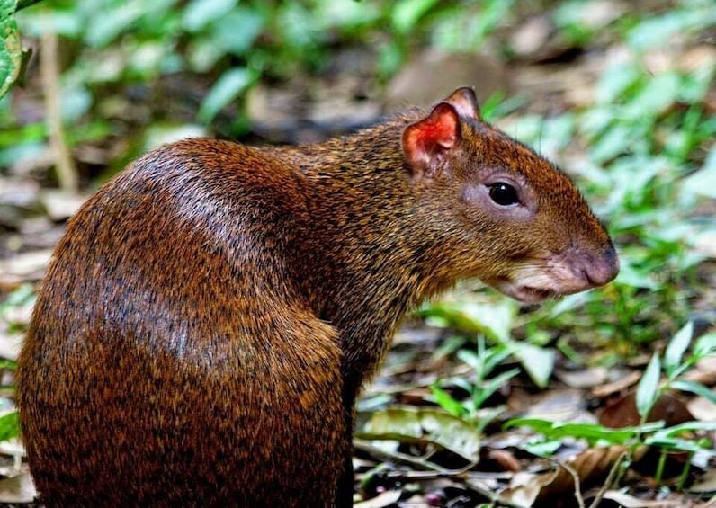 Picture 19 for Activity Quepos: Manuel Antonio National Park Guided Tour