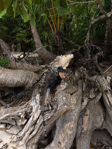 Picture 35 for Activity Quepos: Manuel Antonio National Park Guided Tour