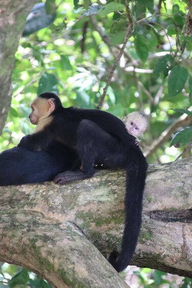 Picture 34 for Activity Quepos: Manuel Antonio National Park Guided Tour