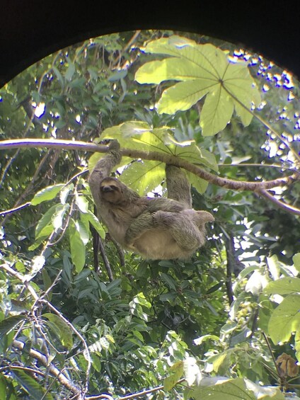 Picture 11 for Activity Quepos: Manuel Antonio National Park Guided Tour