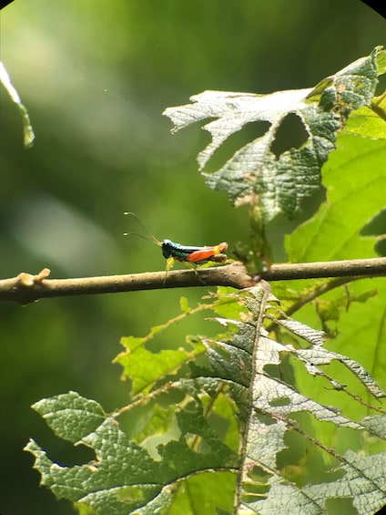 Picture 10 for Activity Quepos: Manuel Antonio National Park Guided Tour