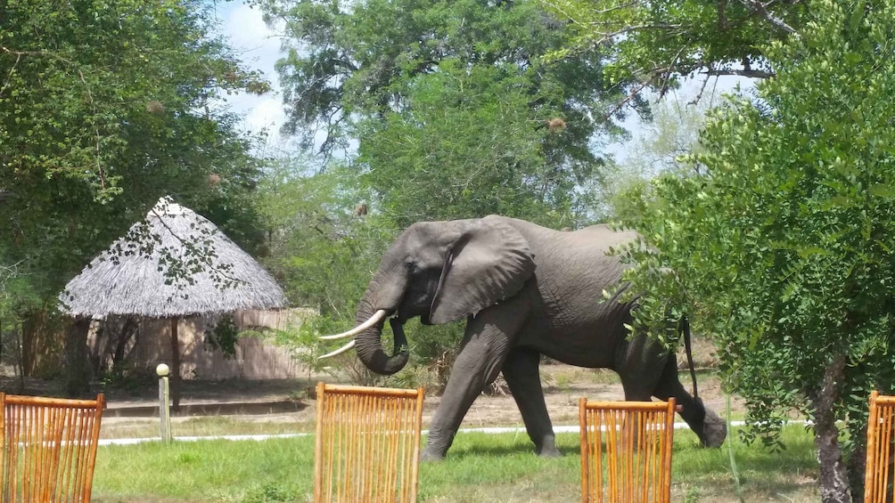 From Zanzibar: 2D2 Full Game Drives in Nyerere N.P. VIP