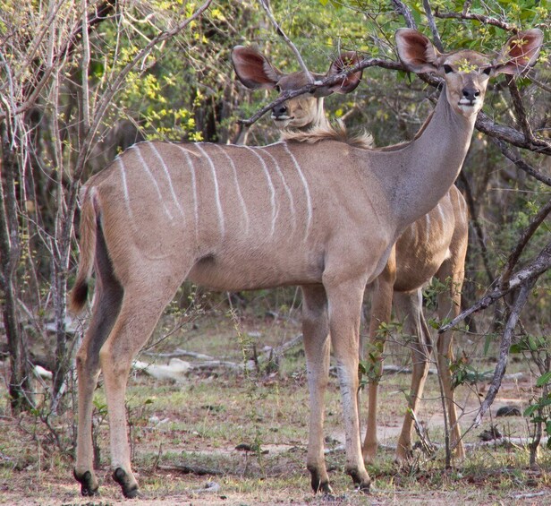 Picture 5 for Activity From Zanzibar: 2D2 Full Game Drives in Nyerere N.P. VIP