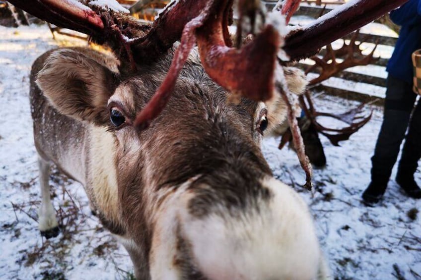 Reindeer Ride!