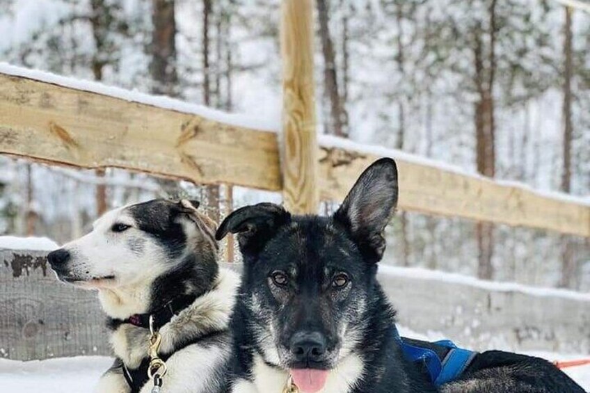 Arctic Huskies!