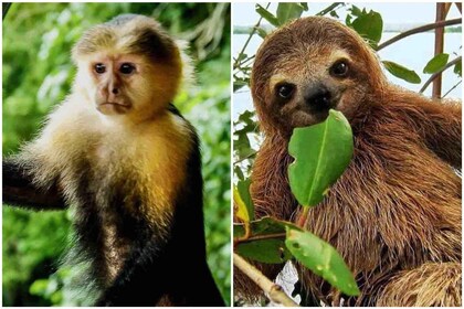 Panama: Monkey Island, Sloth Sanctuary and Panama Canal Tour