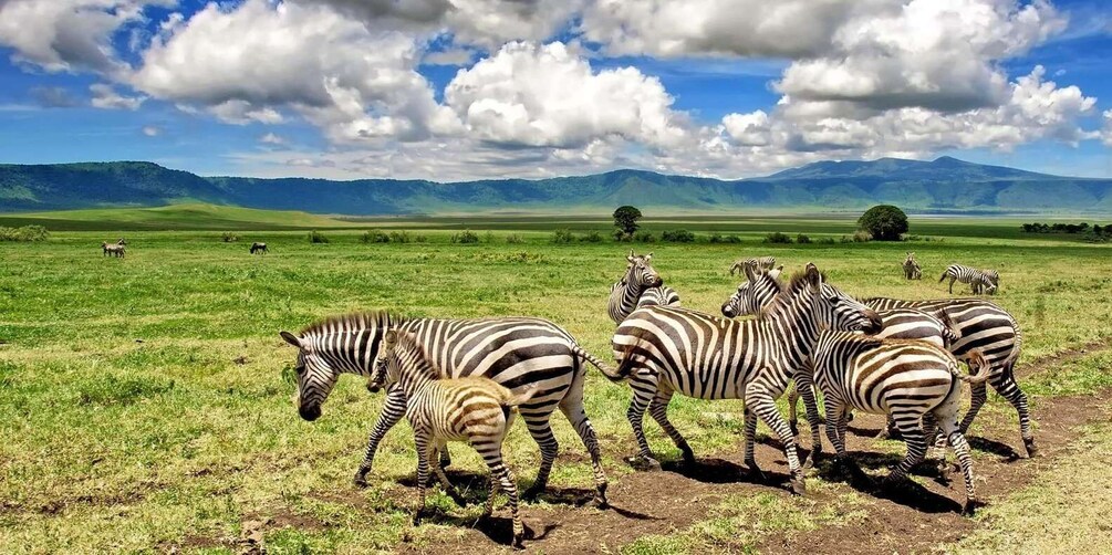 Picture 8 for Activity 48 Hours of Safari in Tarangire and Lake Manyara