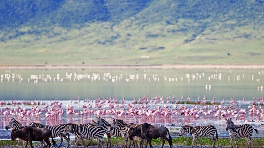 Picture 7 for Activity 48 Hours of Safari in Tarangire and Lake Manyara