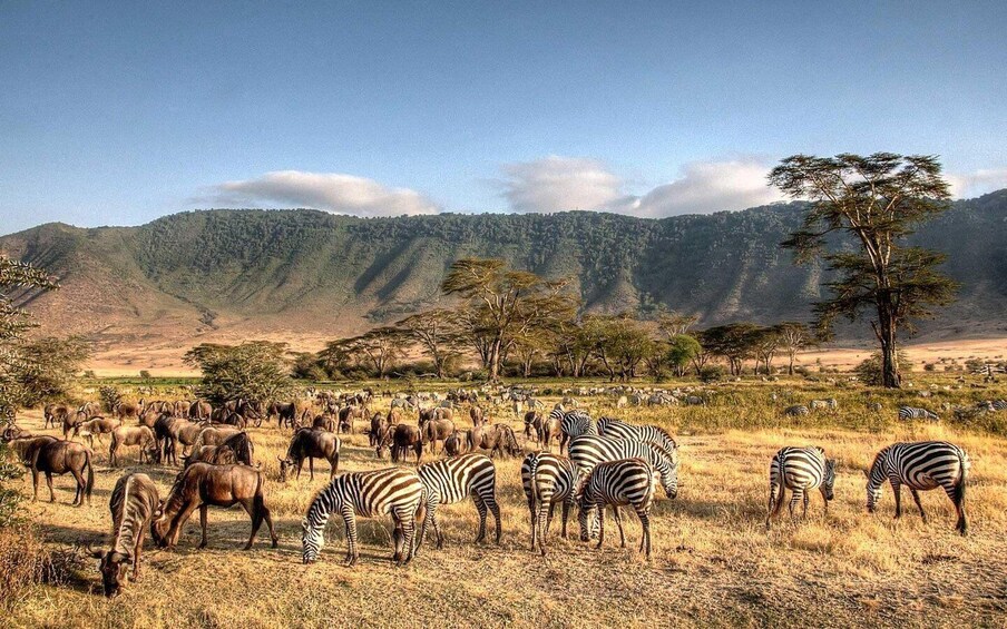 Picture 4 for Activity 48 Hours of Safari in Tarangire and Lake Manyara