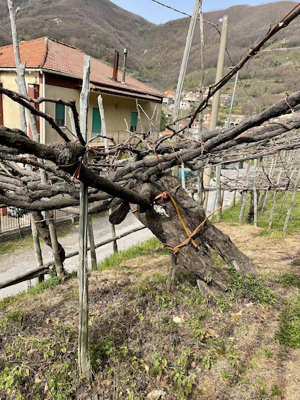 Picture 12 for Activity Amalfi Coast: Bomerano to Nocelle – The Path of the Gods