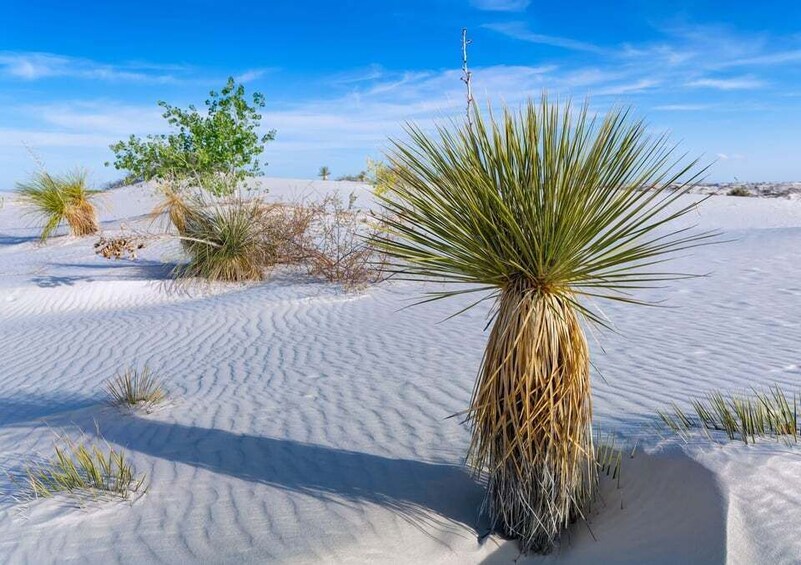 Picture 17 for Activity White Sands National Park: Audio Tour Guide