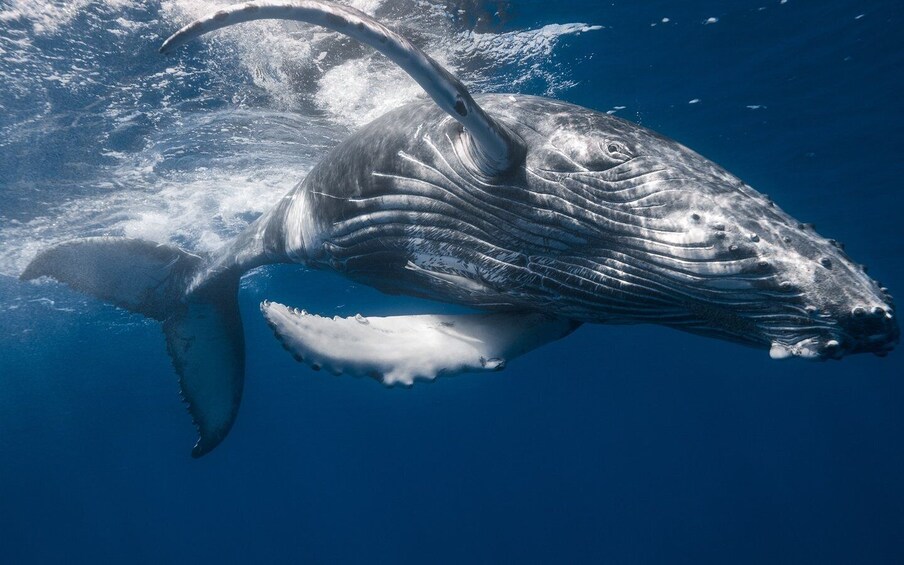 Picture 7 for Activity From Santo Domingo: Whale Watching & Cayo Levantado