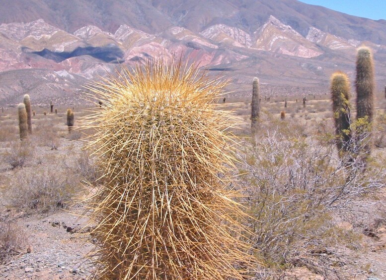 From Salta: 3-Day Cafayate, Cachi, and Humahuaca Guided Trip