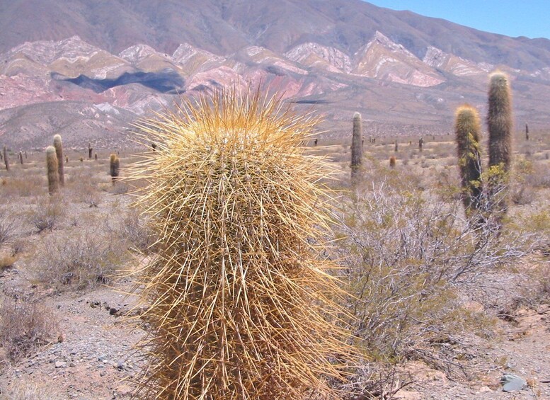 From Salta: 3-Day Cafayate, Cachi, and Humahuaca Guided Trip