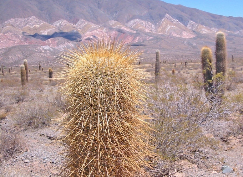 From Salta: 3-Day Cafayate, Cachi, and Humahuaca Guided Trip