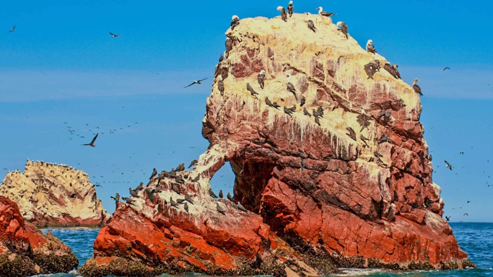 Picture 19 for Activity From Paracas: Ballestas Islands Guided Boat Tour