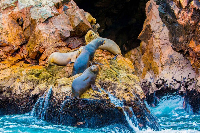 Picture 1 for Activity From Paracas: Ballestas Islands Guided Boat Tour