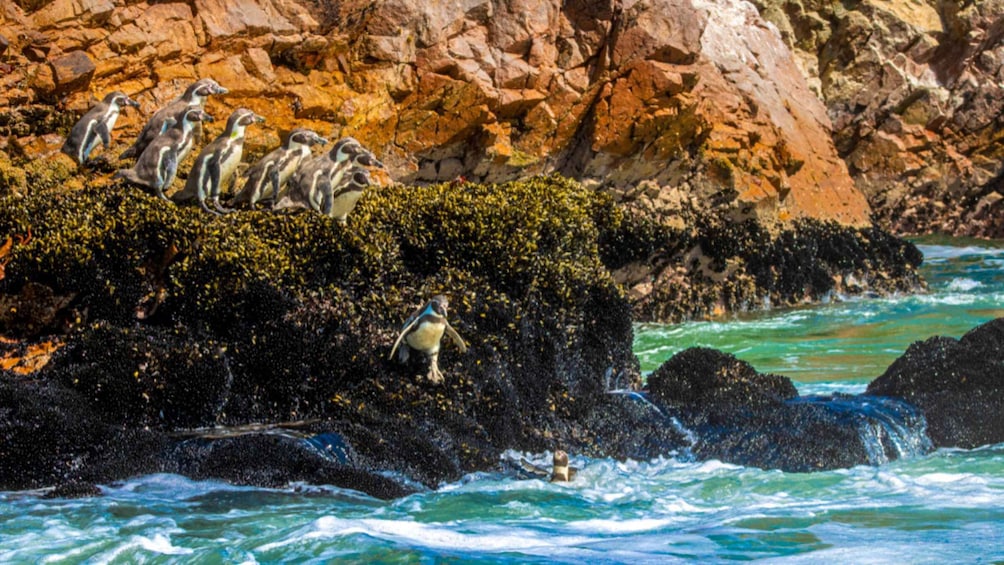 Picture 8 for Activity From Paracas: Ballestas Islands Guided Boat Tour