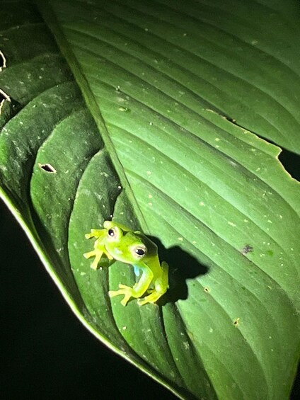 Picture 10 for Activity La Fortuna Night Walk in a High Biodiversity Rainforest