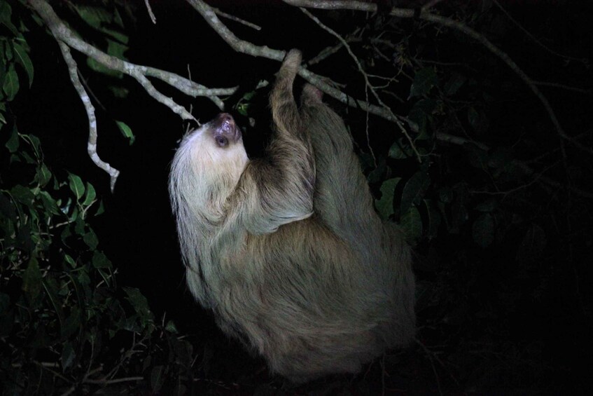 La Fortuna Night Walk in a High Biodiversity Rainforest