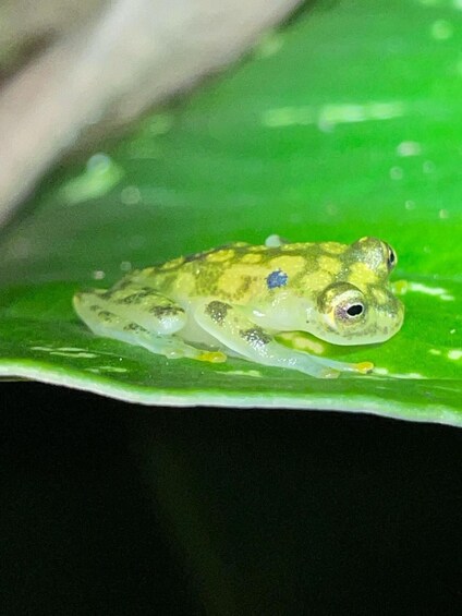 Picture 21 for Activity La Fortuna Night Walk in a High Biodiversity Rainforest