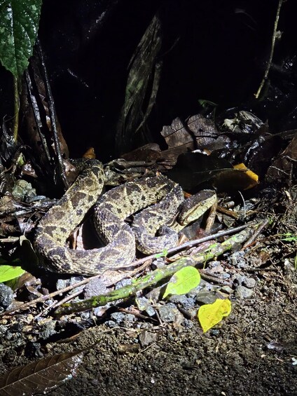 Picture 20 for Activity La Fortuna Night Walk in a High Biodiversity Rainforest