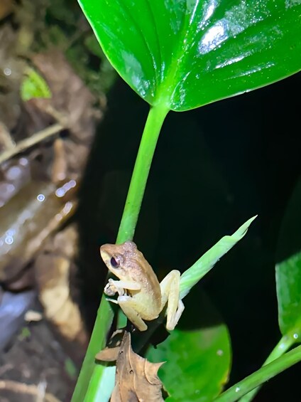 Picture 6 for Activity La Fortuna Night Walk in a High Biodiversity Rainforest