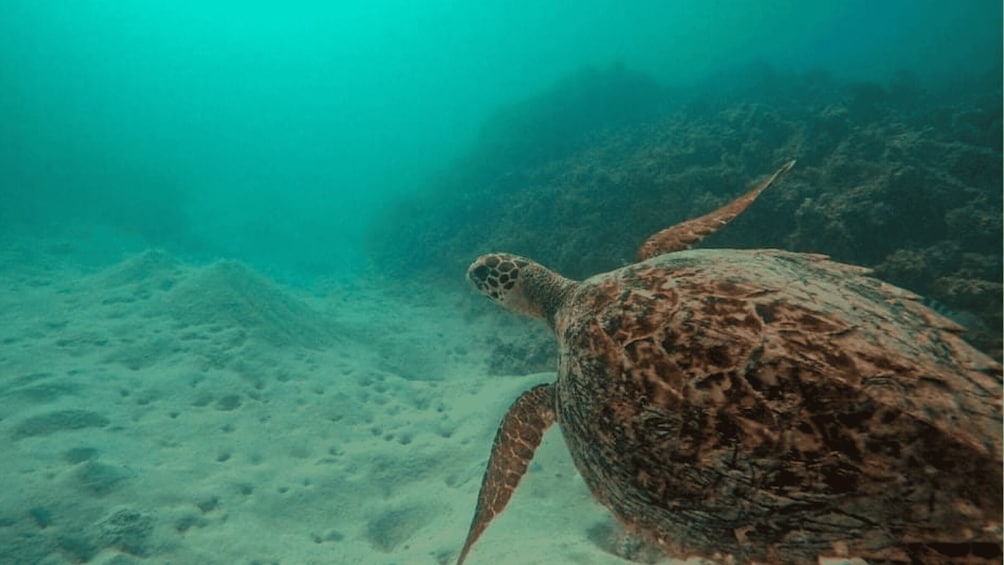 Picture 4 for Activity Blue Bay: Blue Bay Glass Bottom Boat Visit and Snorkeling