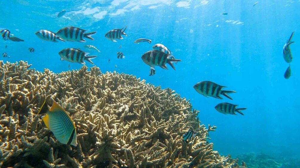Picture 12 for Activity Blue Bay: Blue Bay Glass Bottom Boat Visit and Snorkeling