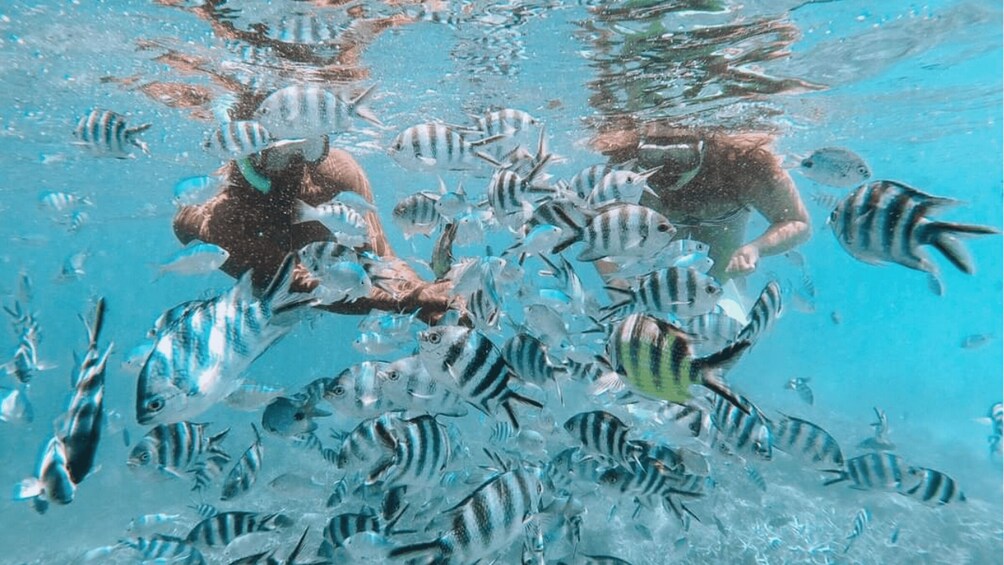 Blue Bay: Blue Bay Glass Bottom Boat Visit and Snorkeling