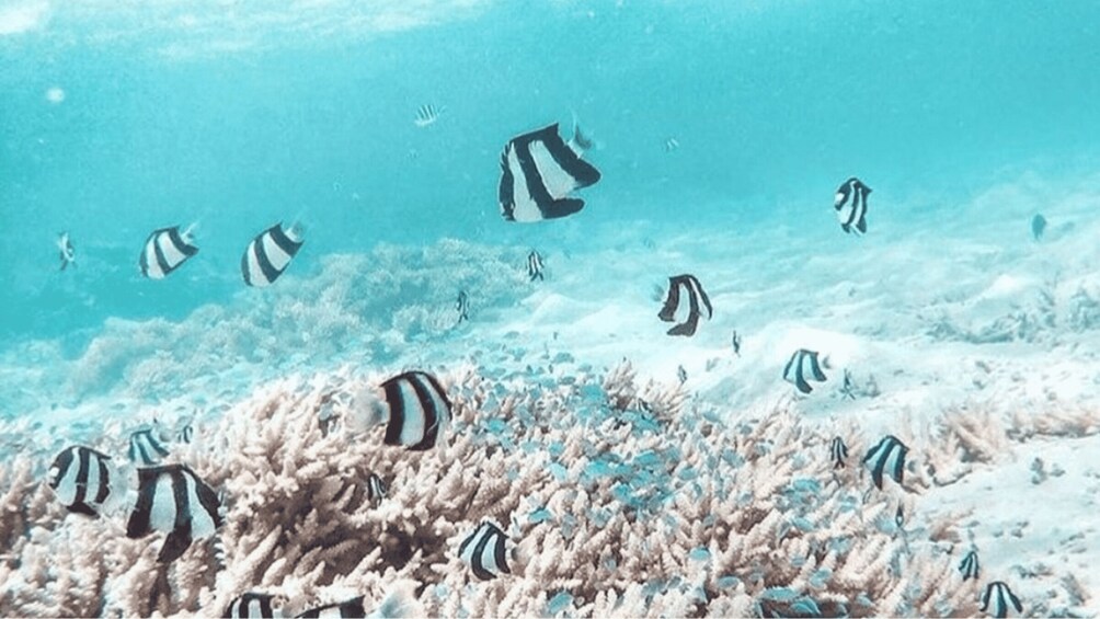 Picture 11 for Activity Blue Bay: Blue Bay Glass Bottom Boat Visit and Snorkeling