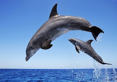 Mauritius: Dolphin Encounter Boat Tour and 7 Coloured Earths