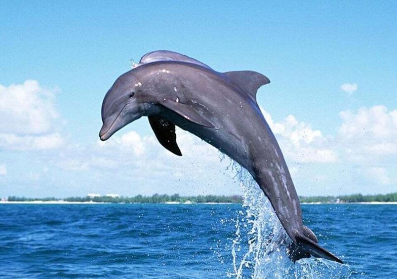 Picture 3 for Activity Mauritius: Dolphin Encounter Boat Tour and 7 Colored Earths