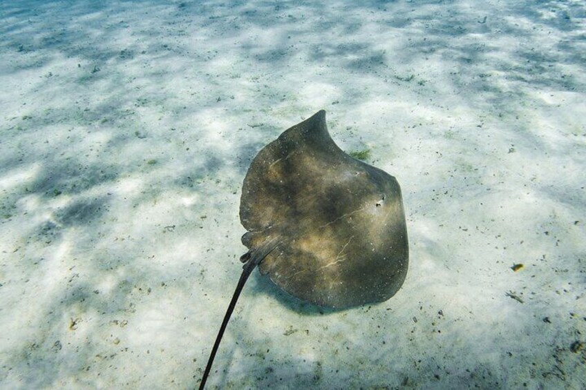 Bora Bora luxury half day private snorkeling lagoon tour