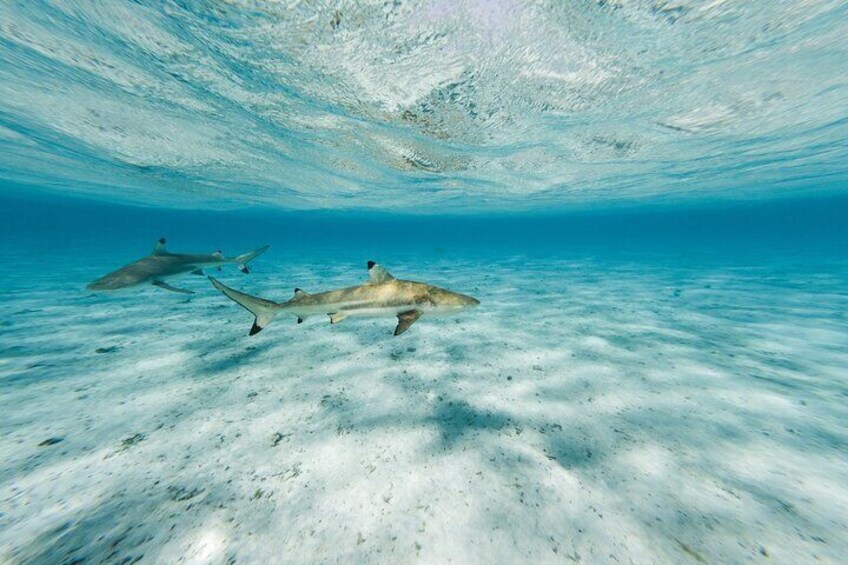 Bora Bora luxury half day private snorkeling lagoon tour