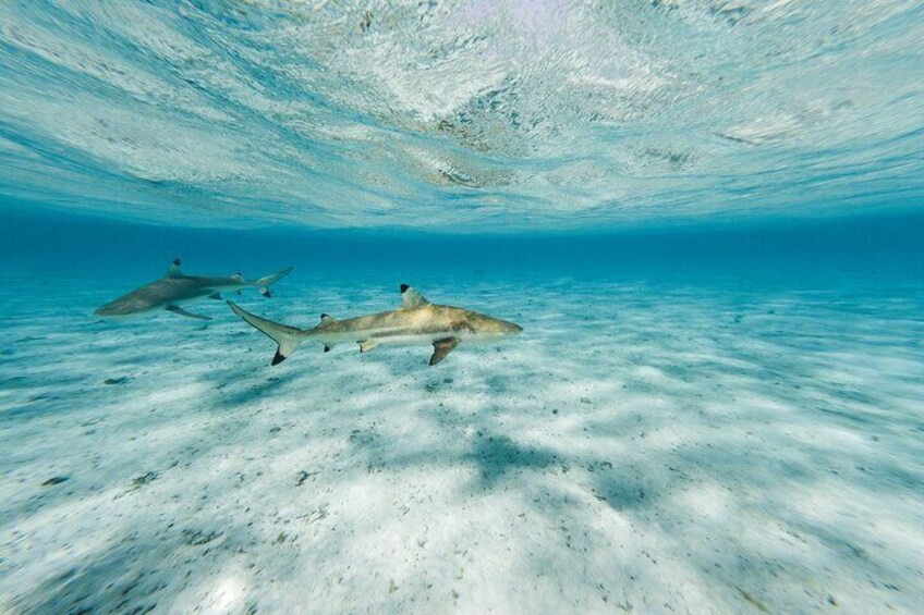 Bora Bora luxury half day private snorkeling lagoon tour