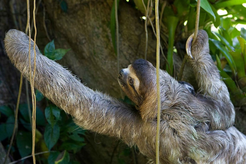 Picture 14 for Activity Costa Rica Mangrove Monkey Tour