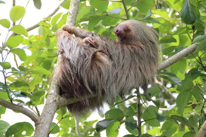 Picture 15 for Activity Costa Rica Mangrove Monkey Tour