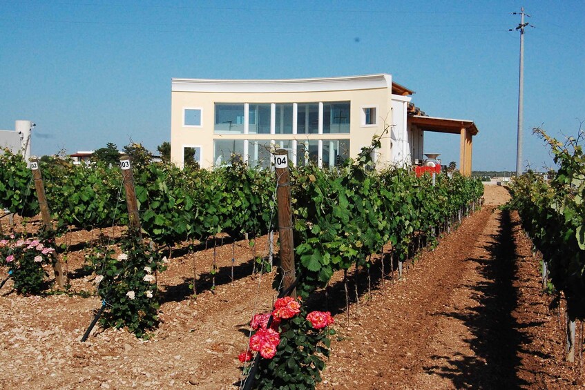 Picture 3 for Activity Wine Tour "Discovery Jarche"